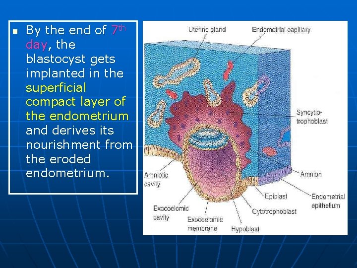 n By the end of 7 th day, the blastocyst gets implanted in the