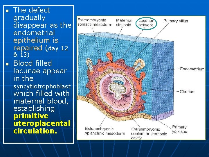 n The defect gradually disappear as the endometrial epithelium is repaired (day 12 &