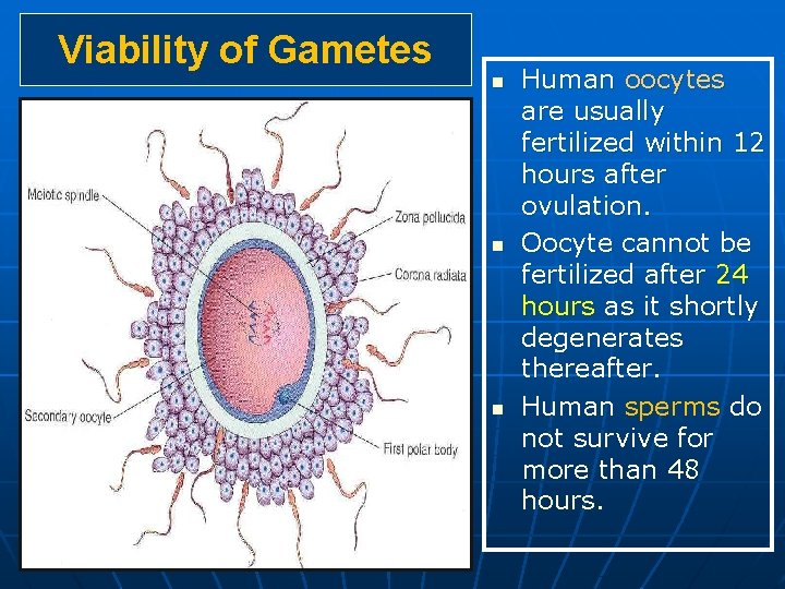 Viability of Gametes n n n Human oocytes are usually fertilized within 12 hours