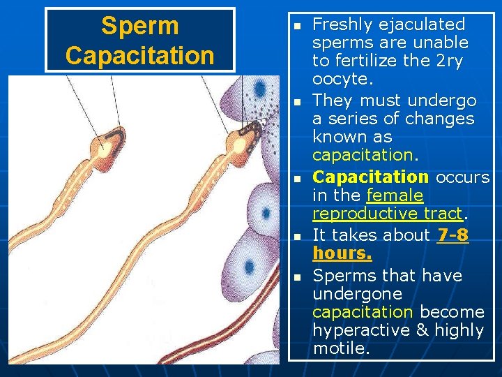 Sperm Capacitation n n Freshly ejaculated sperms are unable to fertilize the 2 ry