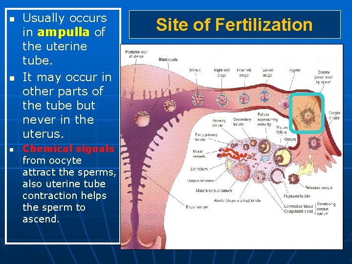 n n n Usually occurs in ampulla of the uterine tube. It may occur