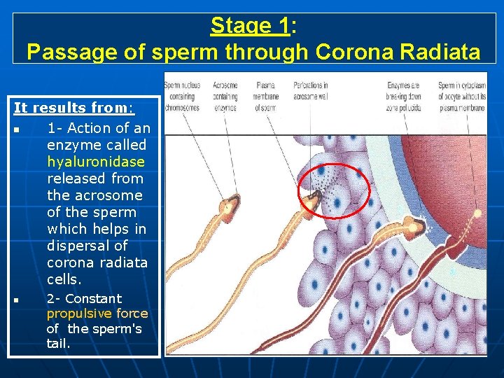 Stage 1: Passage of sperm through Corona Radiata It results from: n 1 -