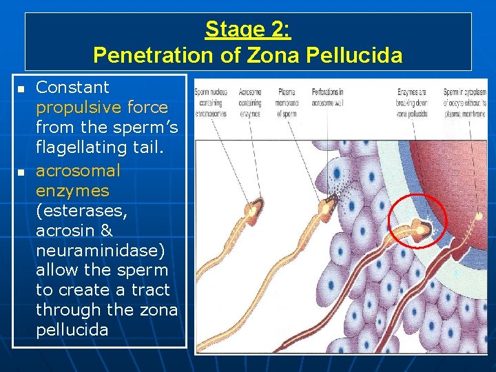 Stage 2: Penetration of Zona Pellucida n n Constant propulsive force from the sperm’s