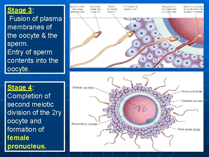 Stage 3: Fusion of plasma membranes of the oocyte & the sperm. Entry of