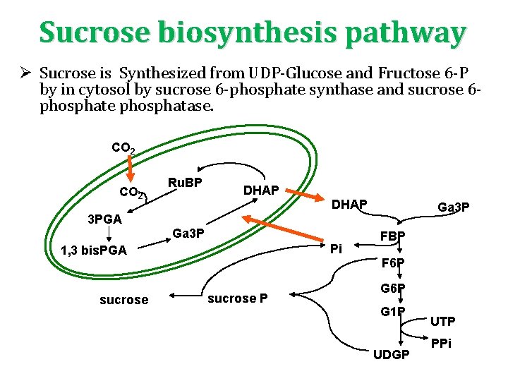 Sucrose biosynthesis pathway Ø Sucrose is Synthesized from UDP‐Glucose and Fructose 6‐P by in