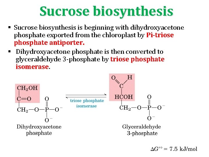 Sucrose biosynthesis § Sucrose biosynthesis is beginning with dihydroxyacetone phosphate exported from the chloroplast