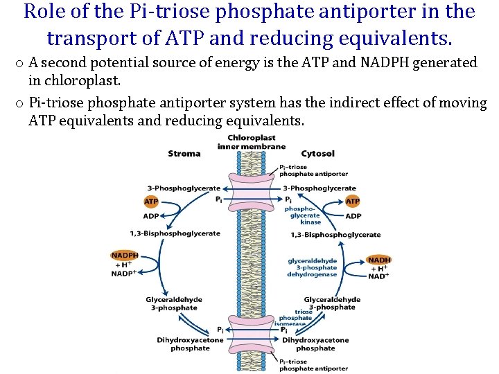 Role of the Pi‐triose phosphate antiporter in the transport of ATP and reducing equivalents.