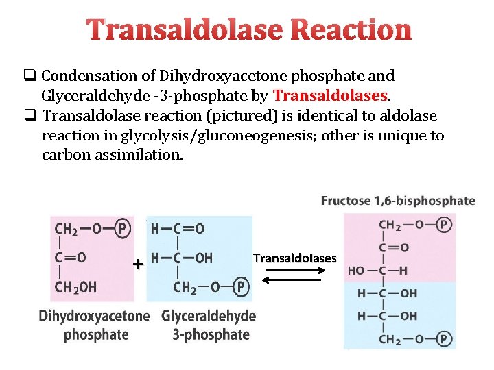 Transaldolase Reaction q Condensation of Dihydroxyacetone phosphate and Glyceraldehyde ‐ 3‐phosphate by Transaldolases q