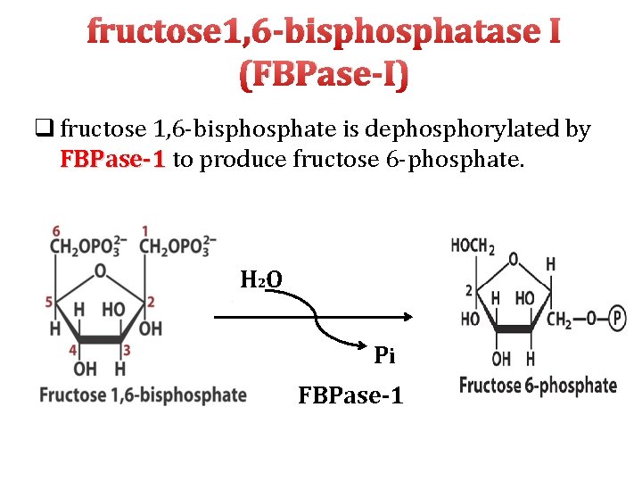 fructose 1, 6 -bisphosphatase I (FBPase-I) q fructose 1, 6‐bisphosphate is dephosphorylated by FBPase-1
