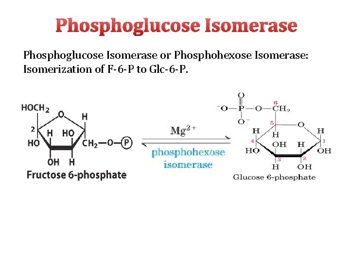 Phosphoglucose Isomerase or Phosphohexose Isomerase: Isomerization of F‐ 6‐P to Glc‐ 6‐P. 