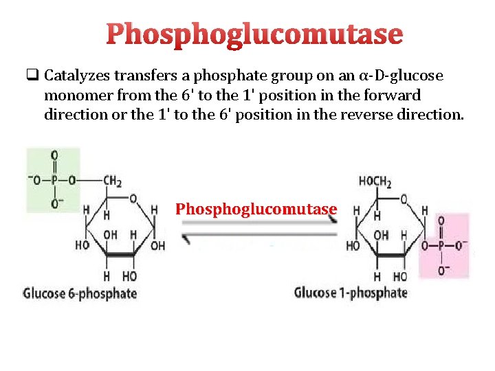 Phosphoglucomutase q Catalyzes transfers a phosphate group on an α‐D‐glucose monomer from the 6'