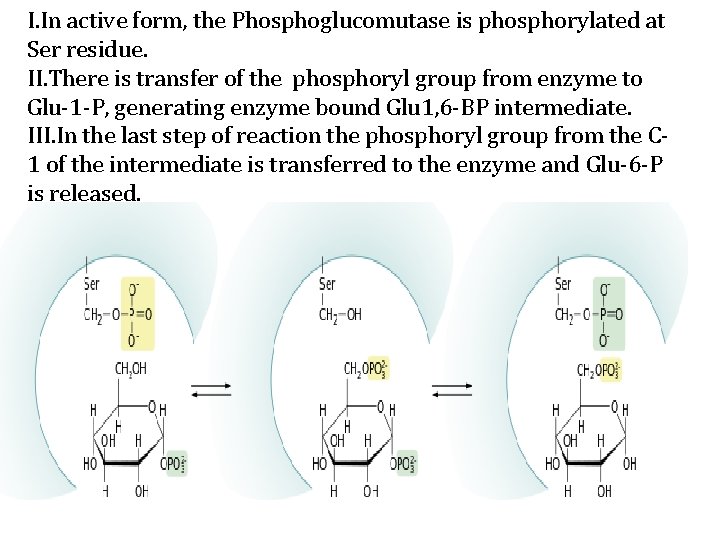 I. In active form, the Phosphoglucomutase is phosphorylated at Ser residue. II. There is