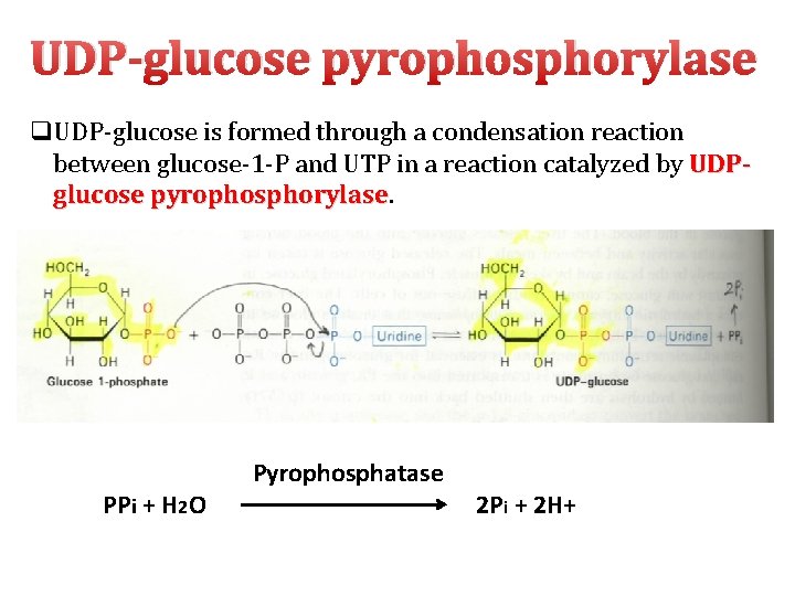 UDP-glucose pyrophosphorylase q. UDP‐glucose is formed through a condensation reaction between glucose‐ 1‐P and