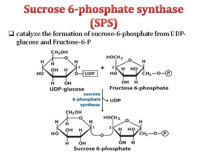 Sucrose 6 -phosphate synthase (SPS) q catalyze the formation of sucrose‐ 6‐phosphate from UDP‐