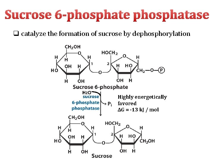 Sucrose 6 -phosphate phosphatase q catalyze the formation of sucrose by dephosphorylation H 2