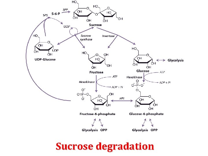 Sucrose degradation 