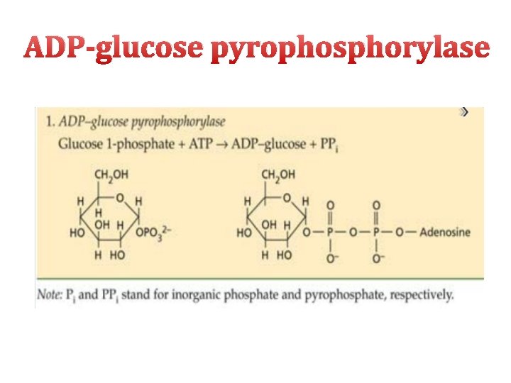 ADP-glucose pyrophosphorylase 