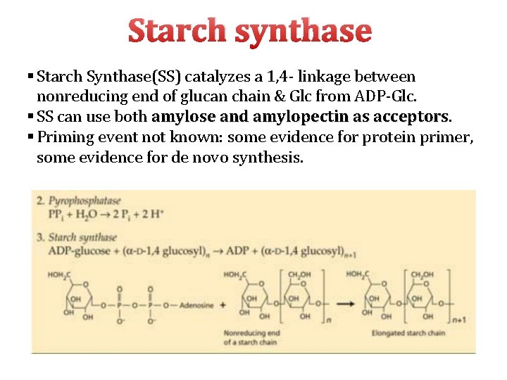 Starch synthase § Starch Synthase(SS) catalyzes a 1, 4‐ linkage between nonreducing end of