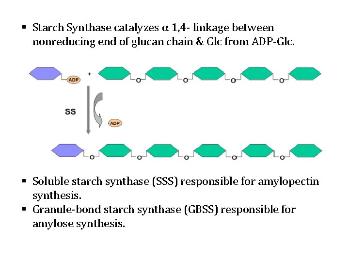 § Starch Synthase catalyzes α 1, 4‐ linkage between nonreducing end of glucan chain