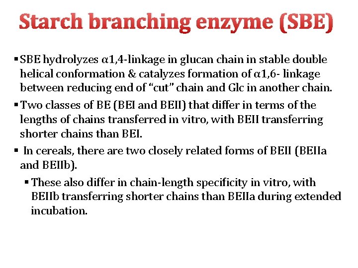 Starch branching enzyme (SBE) § SBE hydrolyzes α 1, 4‐linkage in glucan chain in