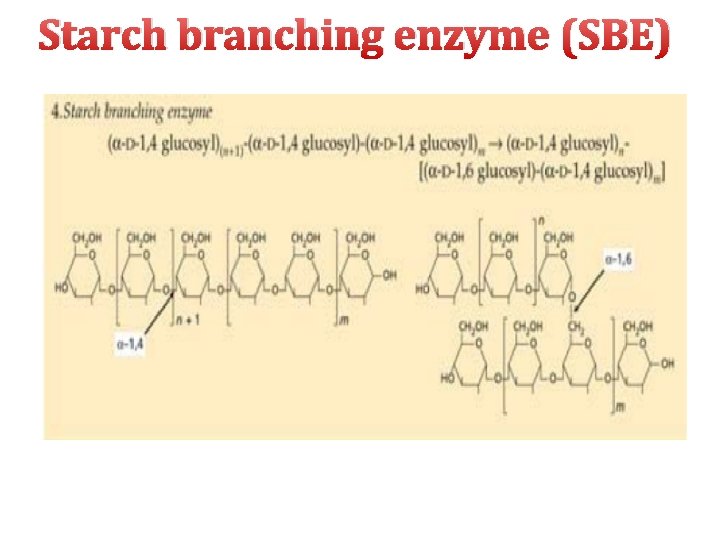 Starch branching enzyme (SBE) 