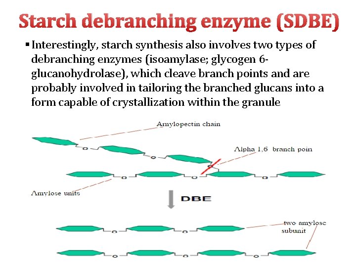 Starch debranching enzyme (SDBE) § Interestingly, starch synthesis also involves two types of debranching