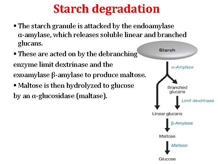 Starch degradation § The starch granule is attacked by the endoamylase α‐amylase, which releases