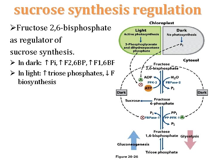 sucrose synthesis regulation ØFructose 2, 6‐bisphosphate as regulator of sucrose synthesis. Ø In dark: