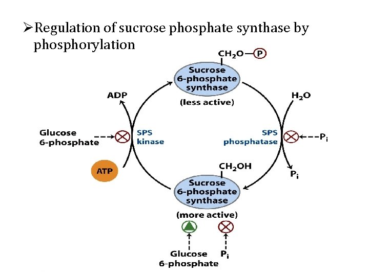 ØRegulation of sucrose phosphate synthase by phosphorylation 