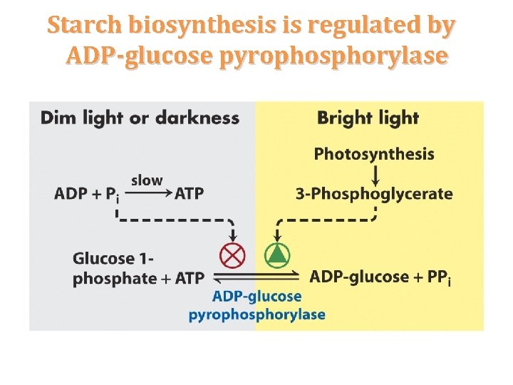 Starch biosynthesis is regulated by ADP-glucose pyrophosphorylase 
