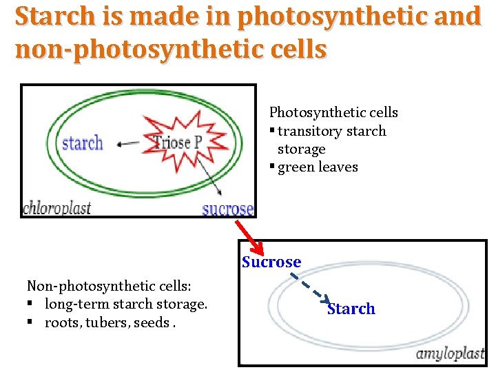 Starch is made in photosynthetic and non-photosynthetic cells Photosynthetic cells § transitory starch storage