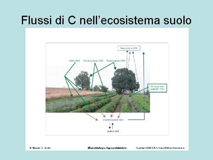 Flussi di C nell’ecosistema suolo 