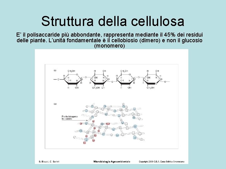 Struttura della cellulosa E’ il polisaccaride più abbondante, rappresenta mediante il 45% dei residui