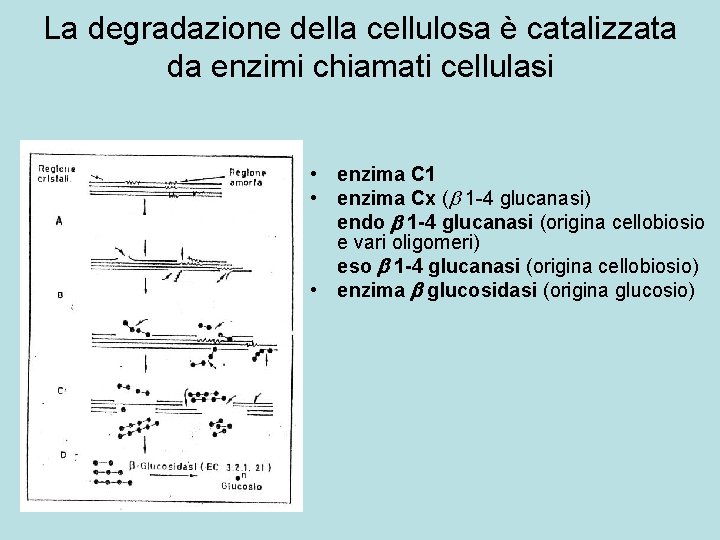 La degradazione della cellulosa è catalizzata da enzimi chiamati cellulasi • enzima C 1