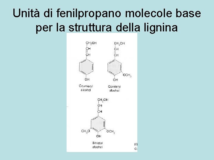 Unità di fenilpropano molecole base per la struttura della lignina 