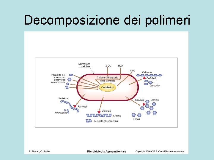 Decomposizione dei polimeri 