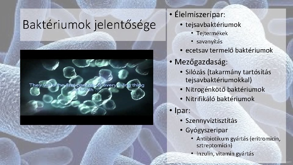 Baktériumok jelentősége • Élelmiszeripar: • tejsavbaktériumok • Tejtermékek • savanyítás • ecetsav termelő baktériumok