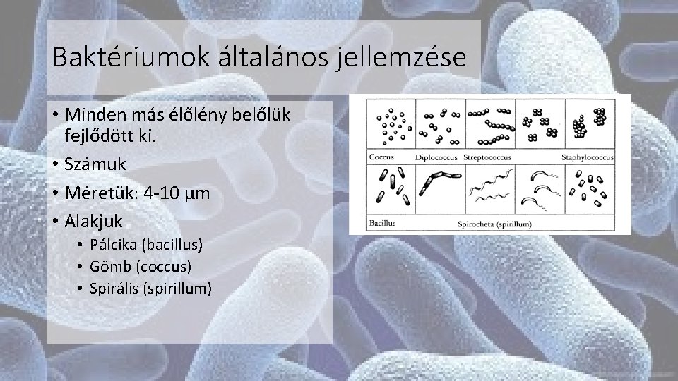 Baktériumok általános jellemzése • Minden más élőlény belőlük fejlődött ki. • Számuk • Méretük: