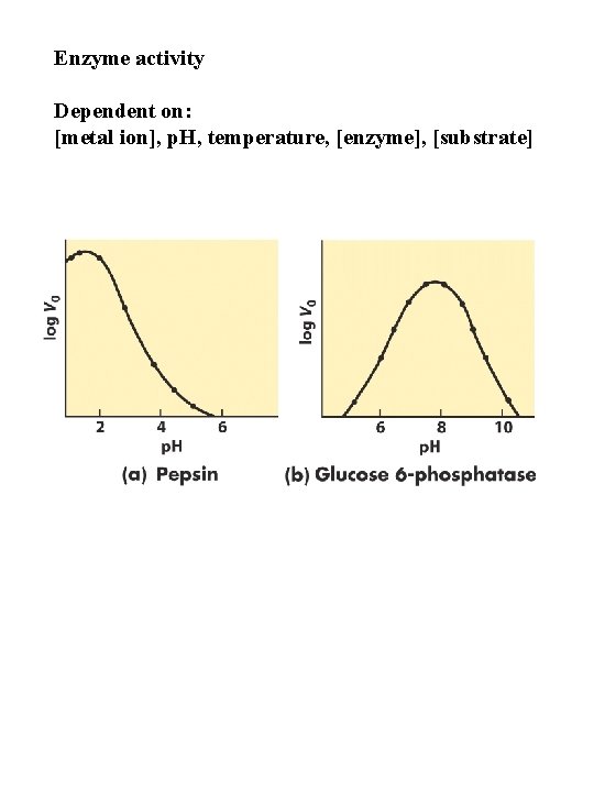 Enzyme activity Dependent on: [metal ion], p. H, temperature, [enzyme], [substrate] 