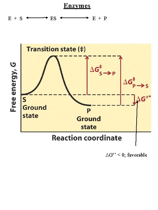 Enzymes E + S ES E + P G’˚ < 0; favorable 