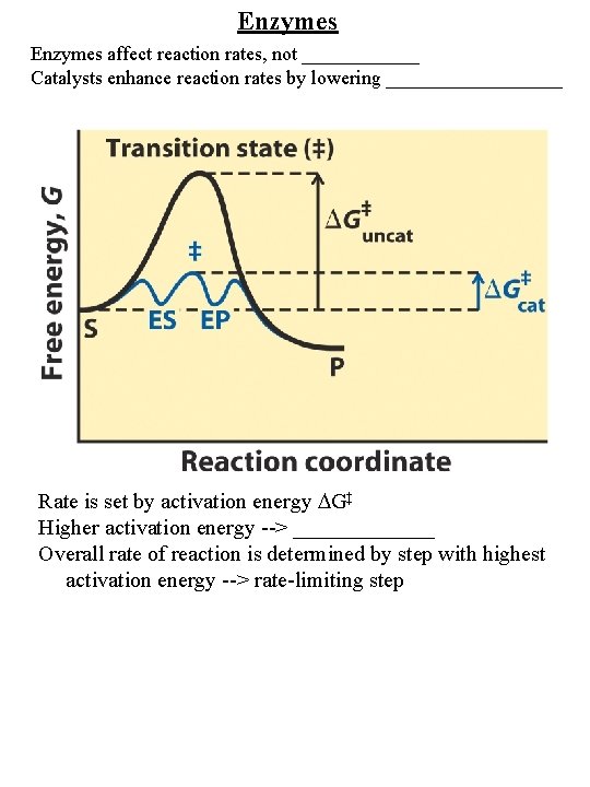Enzymes affect reaction rates, not ______ Catalysts enhance reaction rates by lowering _________ Rate