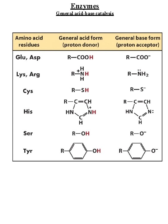 Enzymes General acid-base catalysis 