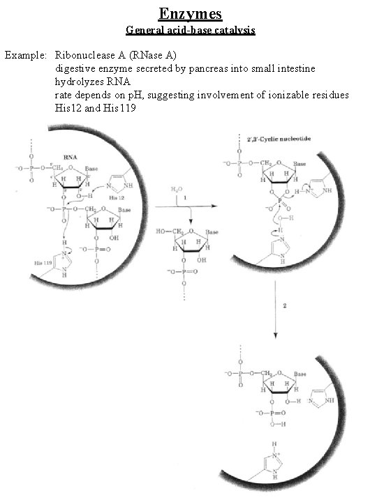 Enzymes General acid-base catalysis Example: Ribonuclease A (RNase A) digestive enzyme secreted by pancreas