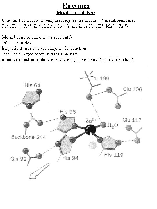 Enzymes Metal Ion Catalysis One-third of all known enzymes require metal ions --> metalloenzymes
