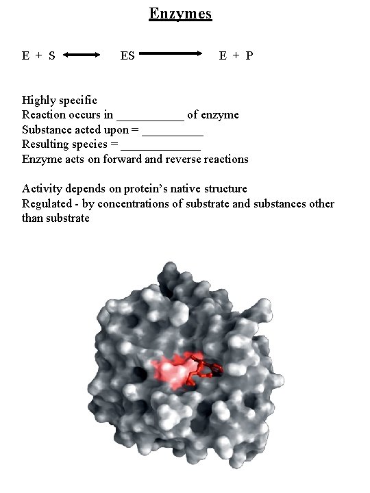 Enzymes E + S ES E + P Highly specific Reaction occurs in ______