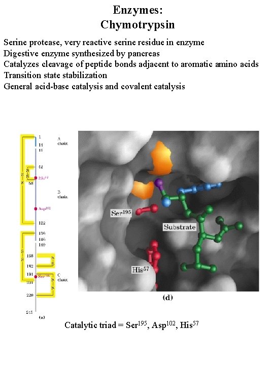 Enzymes: Chymotrypsin Serine protease, very reactive serine residue in enzyme Digestive enzyme synthesized by