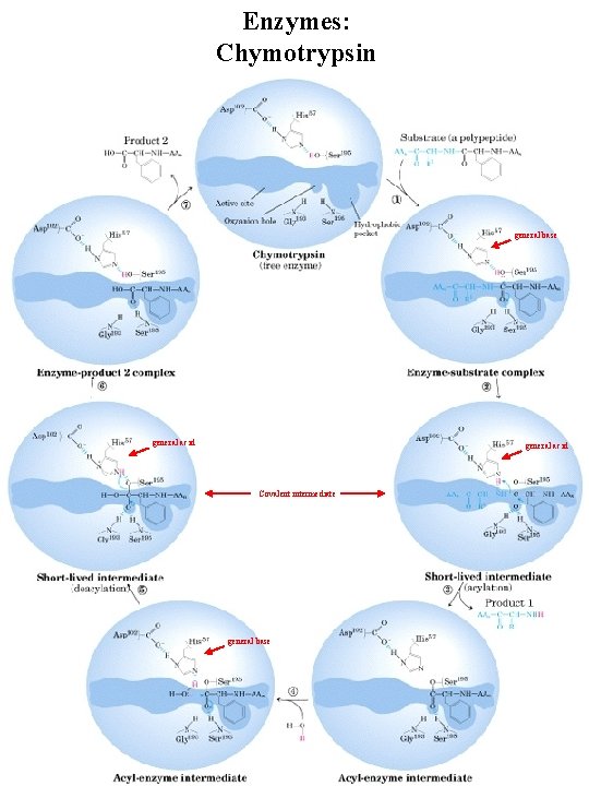 Enzymes: Chymotrypsin general base general acid Covalent intermediate general base 