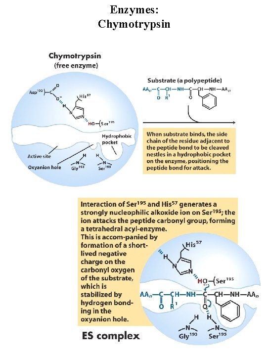 Enzymes: Chymotrypsin 