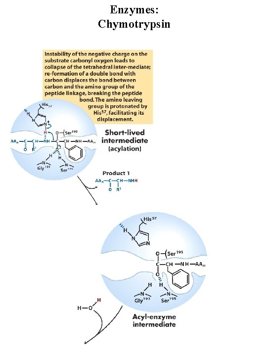 Enzymes: Chymotrypsin 