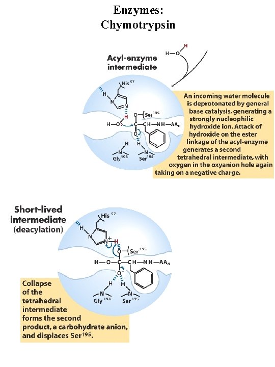 Enzymes: Chymotrypsin 